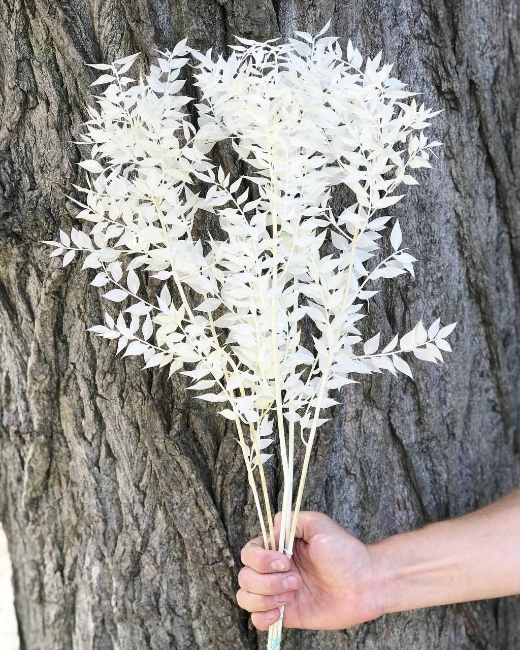 

Рускус 5 веток