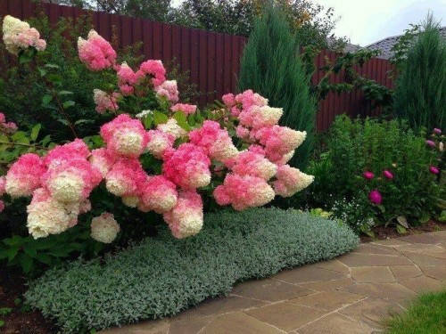 

Гортензия Ванилла Фрейз (Vanille Fraise)