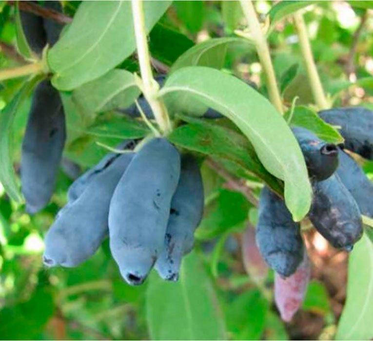 

Жимолость сорт Индиго Джем, 2 летняя, полуупакованная