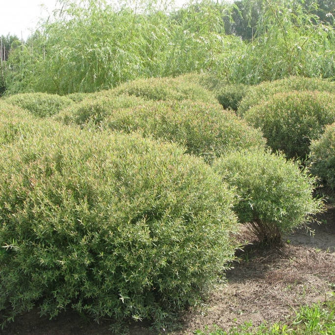 

Ива пурпурная Нана, Salix purpurea Nana