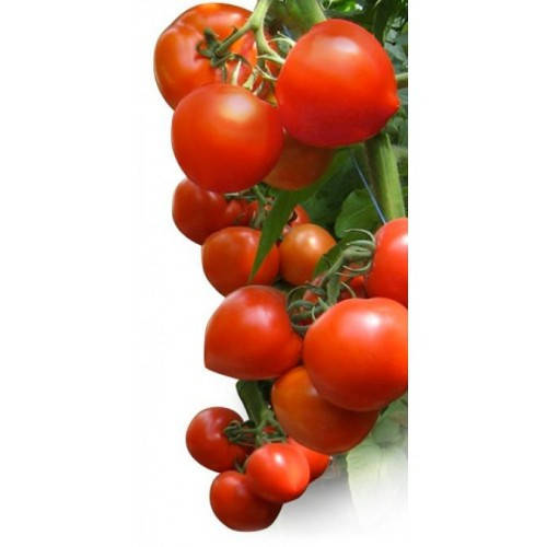 

Семена Томат индетерминантный Хитомакс F1, 10 семян Kitano Seeds Riva Trade