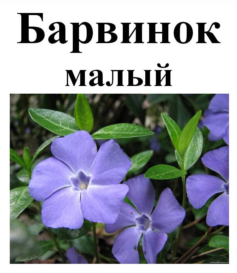 

Барвинок малый, трава с цветками сухая, 30 грамм