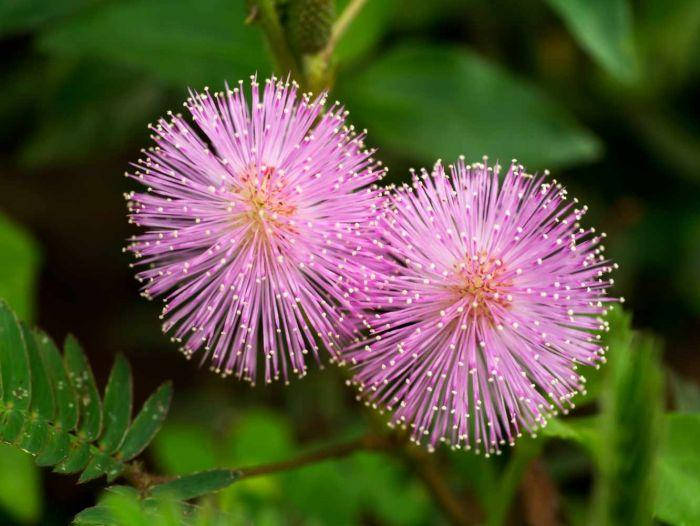 

Мимоза застенчивая - Mimosa pudica семена, растение-игрушка