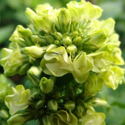 

Флокс метельчатый Грин Лиф (Green Leave)