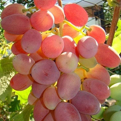 

Виноград Преображение (саженцы)