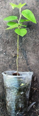 

Айва звичайна. Сіянці в контейнерах Д5.