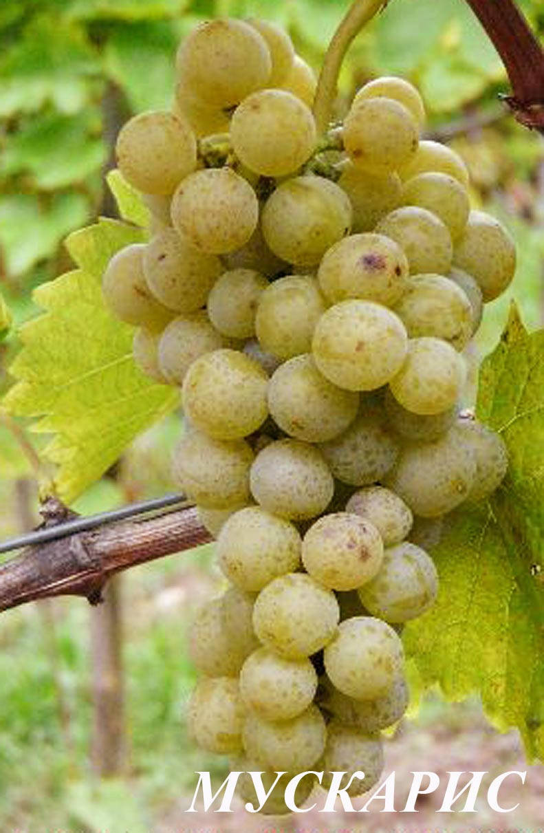 

Саженцы винограда Мускарис
