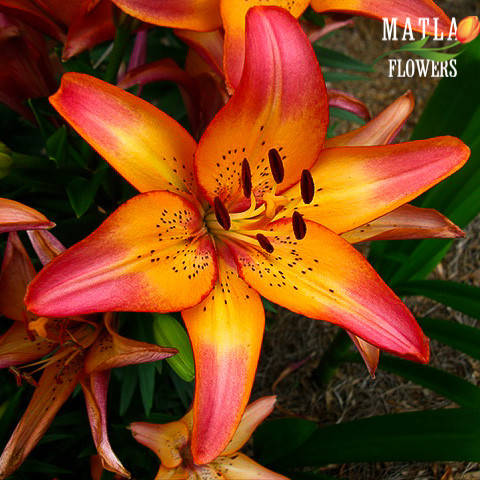 

Луковицы Лилия Royal Sunset