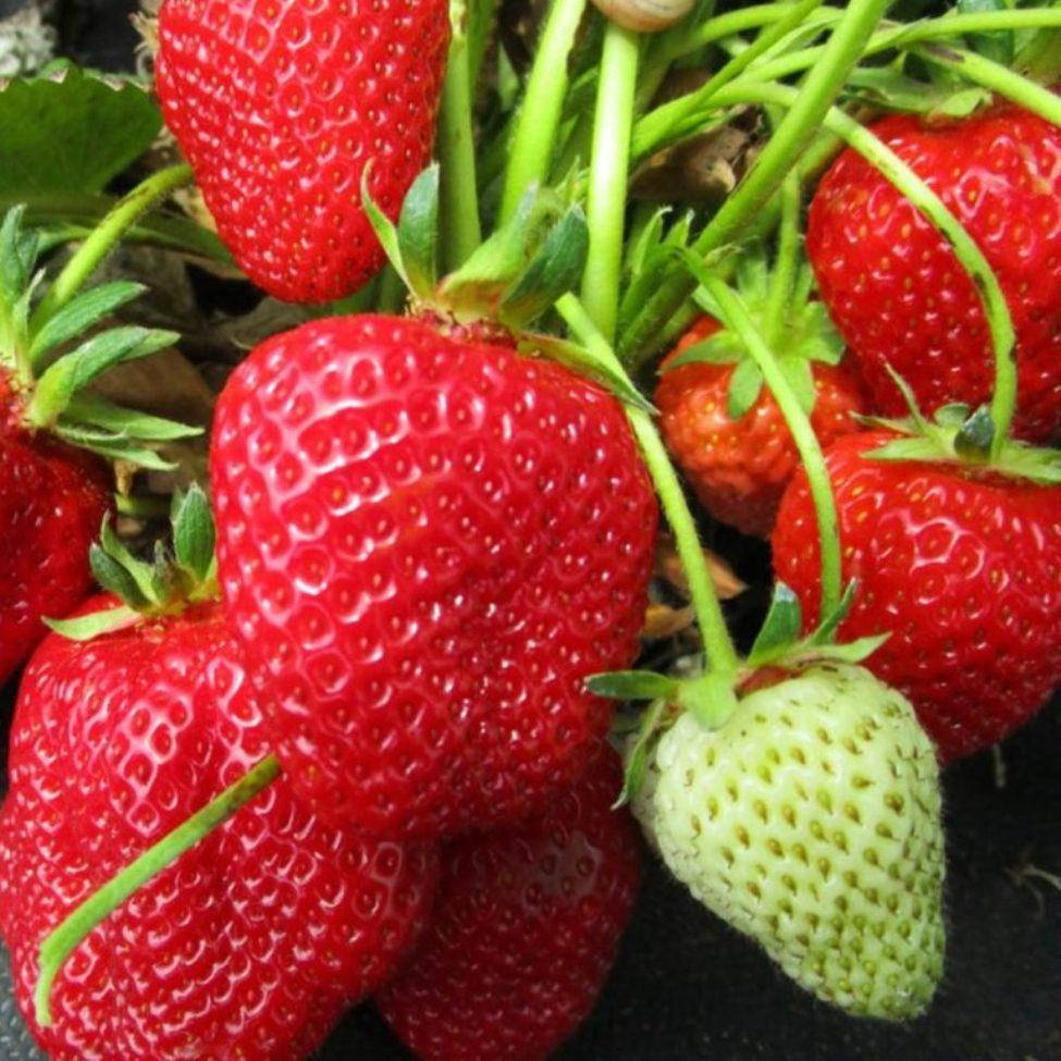 

Саженцы клубники (рассада) Луиза (Louise) - ремонтантная, транспортабельная, урожайная