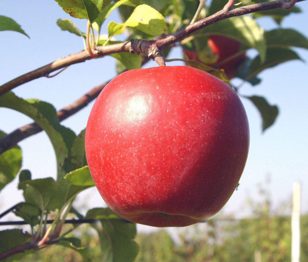 

Саженцы яблонь Руж Розе