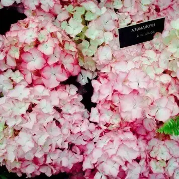 

Гортензия "АДУЛА ПИНК" крупнолистная / Hydrangea macrophylla `Adula Pink` / Саженцы