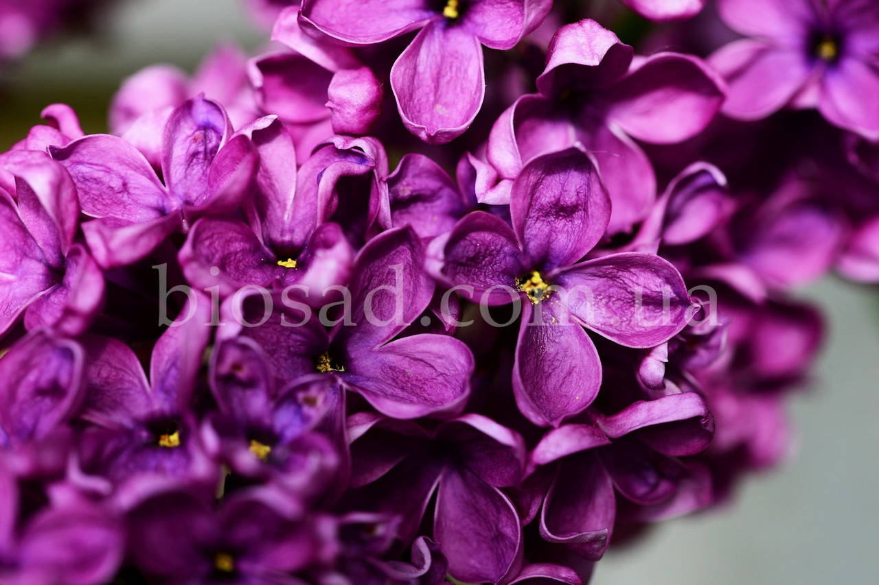 

Сирень Блумеренг (Bloomerang®Dark Purple) ЗКС