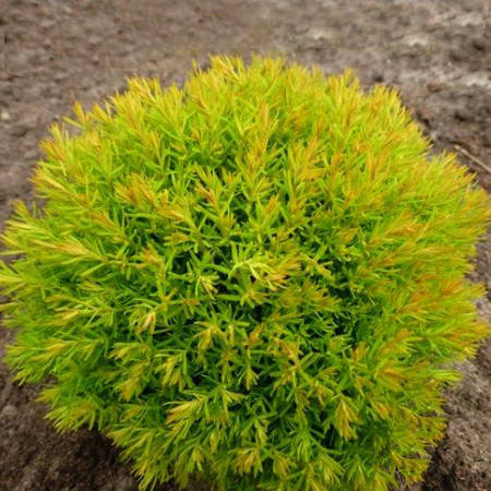 

Саженцы Туи западной Анниек (Thuja occidentalis Anniek) С1,5