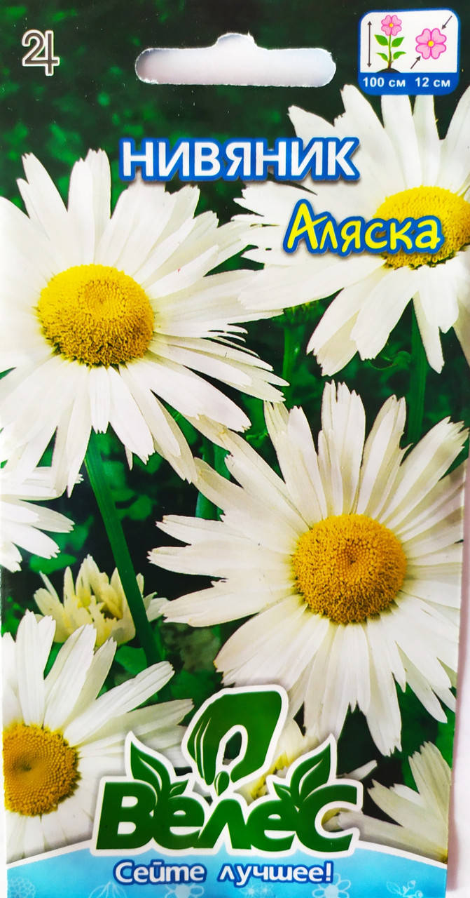 

Королиця (ромашка великоквіткова) Аляска
