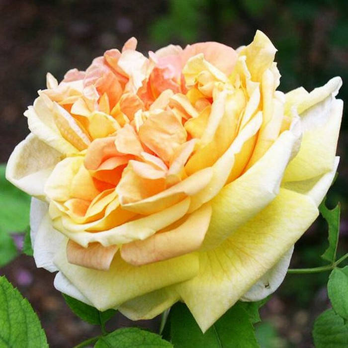 

Солей д'Ор (Soleil d'Or)