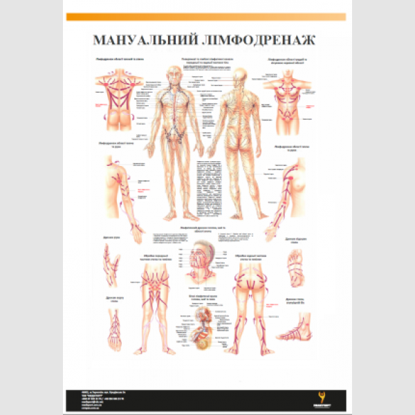 

Плакат "Мануальный лимфодренаж" 30смх42см (1 плакат)