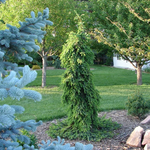 

Picea omorika Pendula Bruns C-5