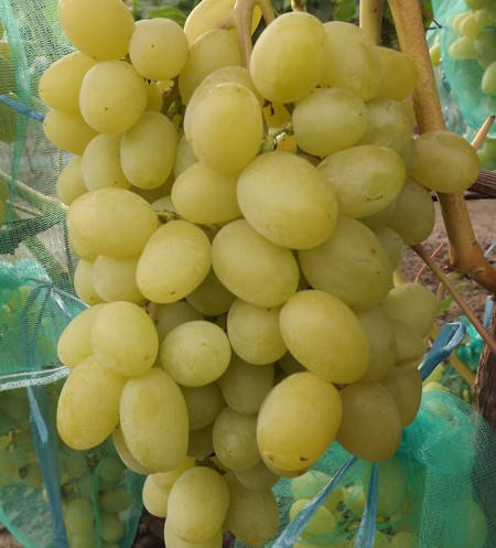 

Саженцы винограда сорт Ландыш, полуупакованный