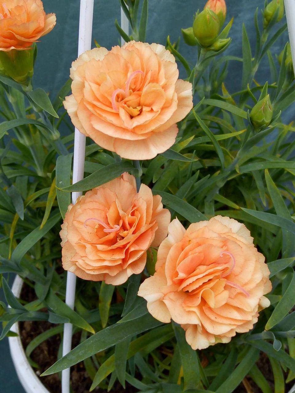 

Гвоздика Trouper Orange Carnation в горшке 0.4л