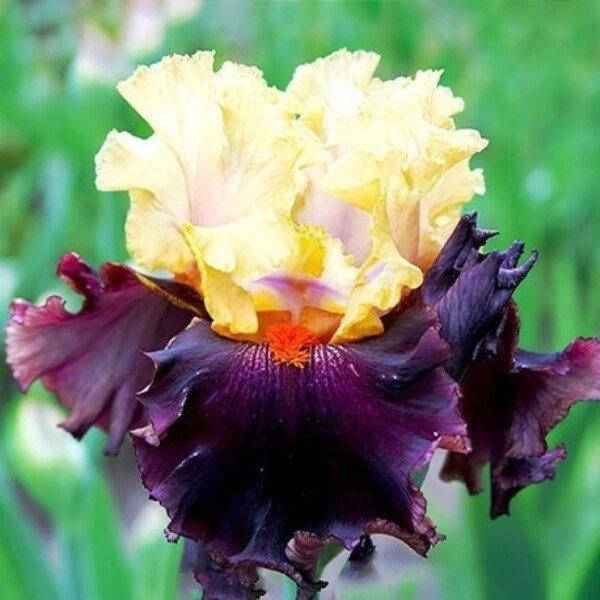 

Ирис бородатый Foreign Legion (корневища)