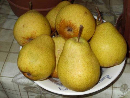 

Саженцы груши Просто Мария