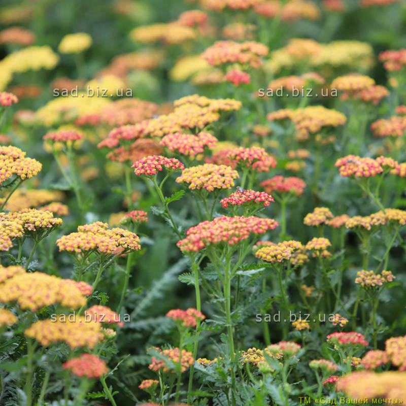 

Тысячелистник гибридный 'Walter Funke'. Контейнер 2 л