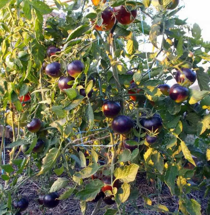 

Томат Шоколадный мармелад