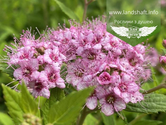 

Spiraea japonica 'Little Princess', Спірея японська 'Літл Прінцес',C2 - горщик 2л
