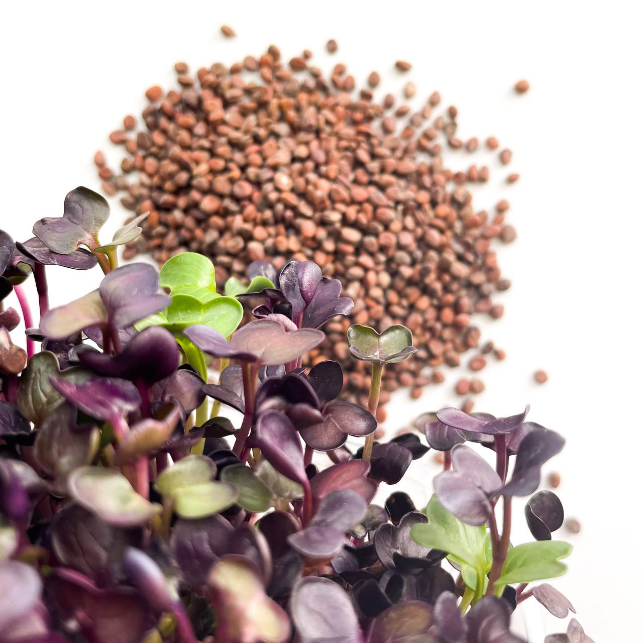 

Семена для микрозелени "Редис Санго" (3 урожая)