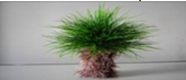 

Искусственное растение "3135" для аквариума