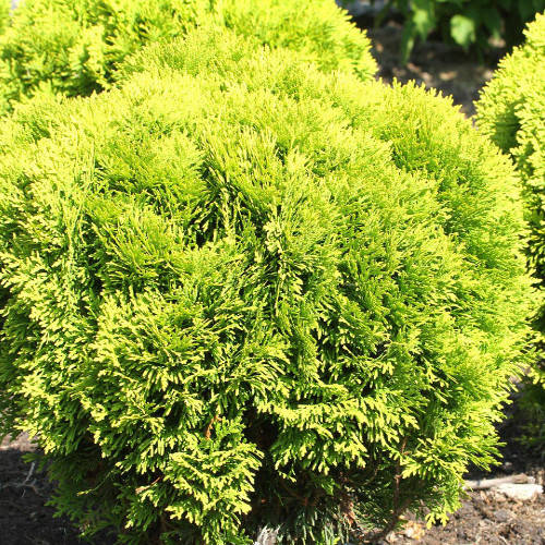 

Туя западная Мириам С2 ( Thuja occidentalis Mirjam )