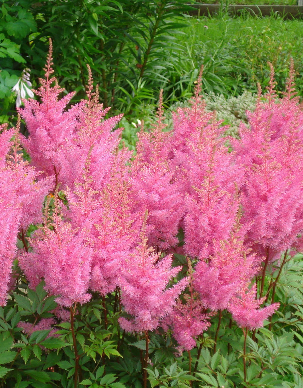 

Астильба японская Европа ( саженцы)