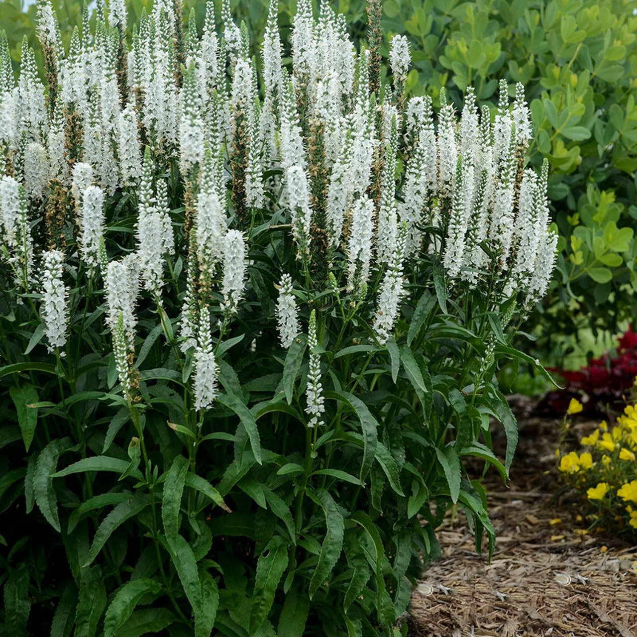 

Вероника белая, Veronica peduncularis