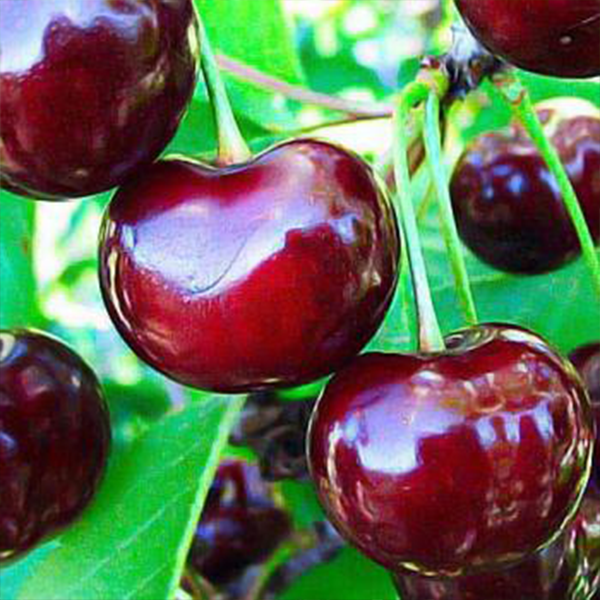 

Саженцы вишни «Чудо Вишня» - 1-летний