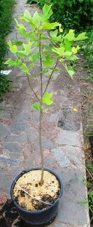 

Тюльпановое дерево. (Лириодендрон). В контейнерах 12л.