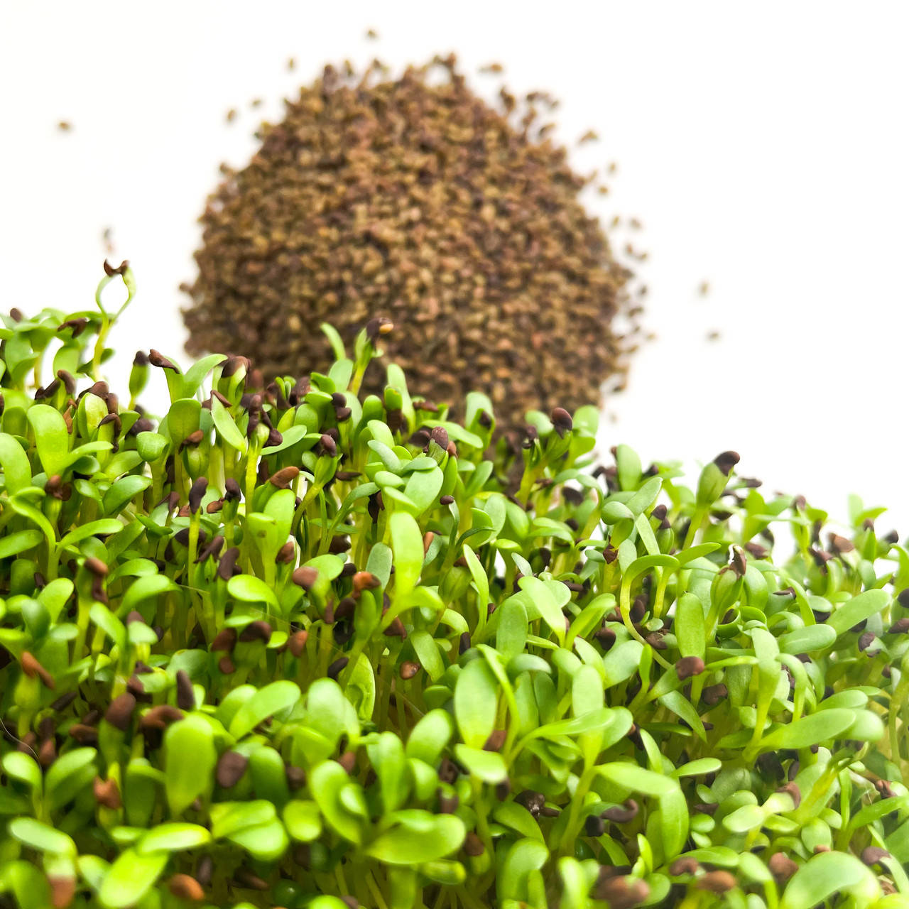 

Семена для микрозелени "Люцерна" (3 урожая)