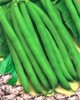 

Семена фасоли кустовая спаржевая Лолита