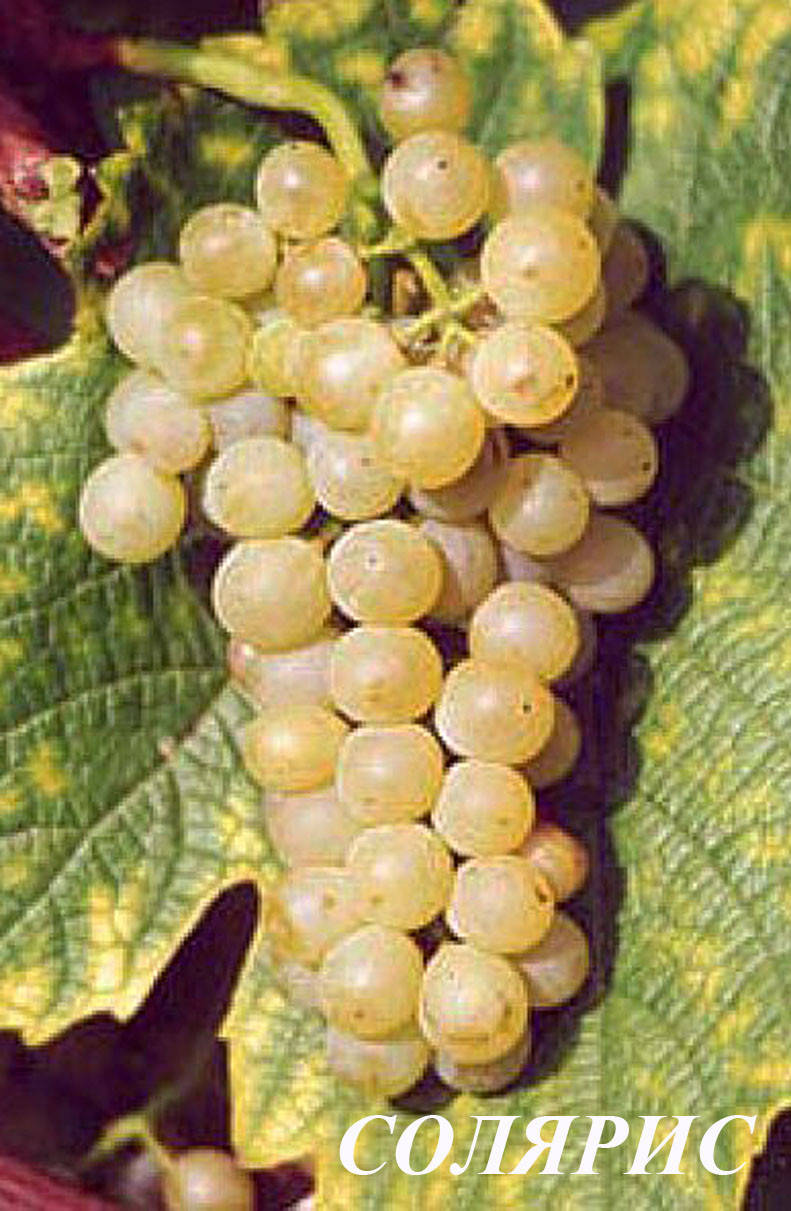 

Саженцы винограда Солярис