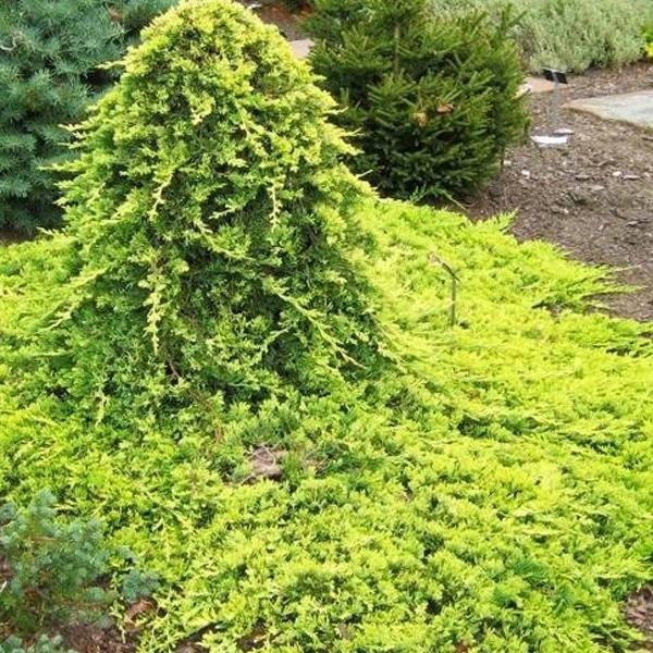 

Juniperus horizontalis Golden Carpet C-5