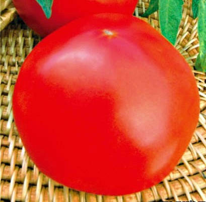 

Томат Рок-н-ролл F1 СЕМЕНА