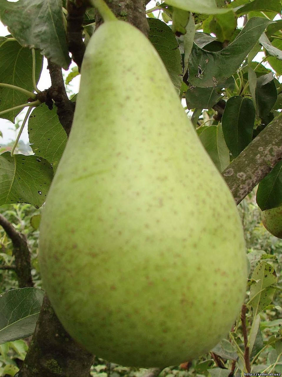 

Саженцы груши Стрыйская