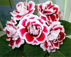 

Семена цветов Глоксиния махровая Brocade F1 Red and White 5 семян Sakata