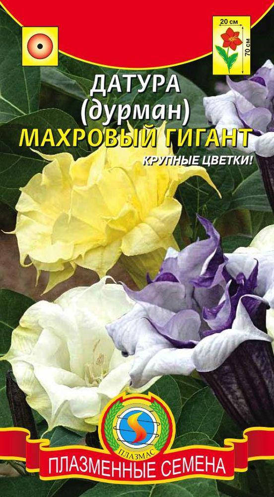 

Датура (Дурман) Махровый гигант 3 шт (Плазменные семена)