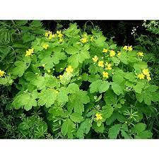 

Семена травы Чистотел