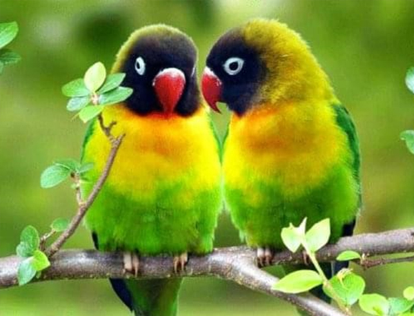 

Алмазная вышивка. Картина на подрамнике "Неразлучники" , размер 40х50см