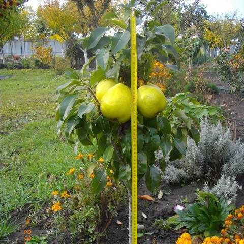 

Колоновидная груша Санреми