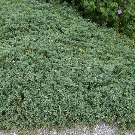 

Можжевельник горизонтальный 'Glacier'. Контейнер 3 л