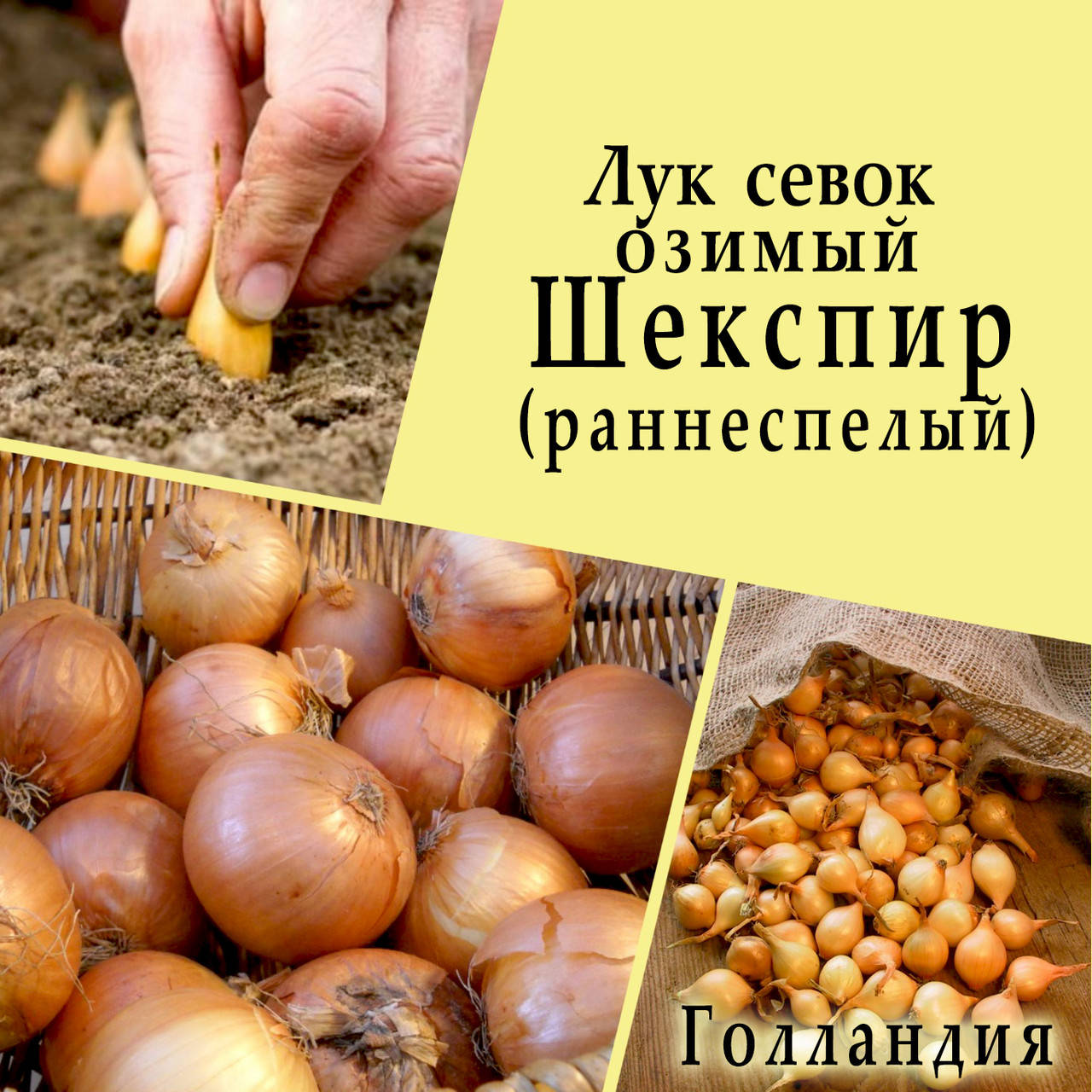 

Лук севок озимый Шекспир (Shakespeare F1), Голландия, 1 кг