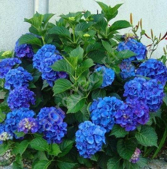 

Гортензия Никко Блю (Nikko Blue)