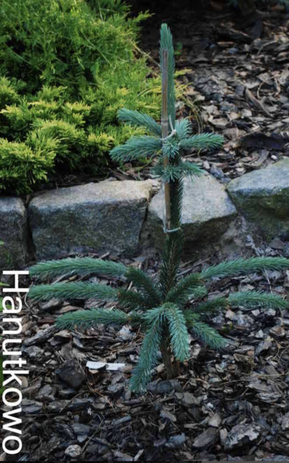 

Picea engelmannii Snake